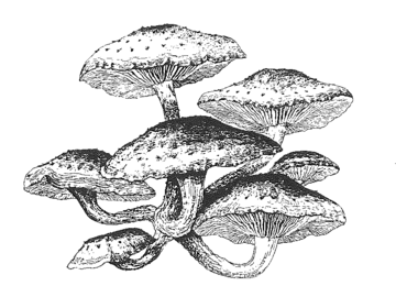Fungi illustration